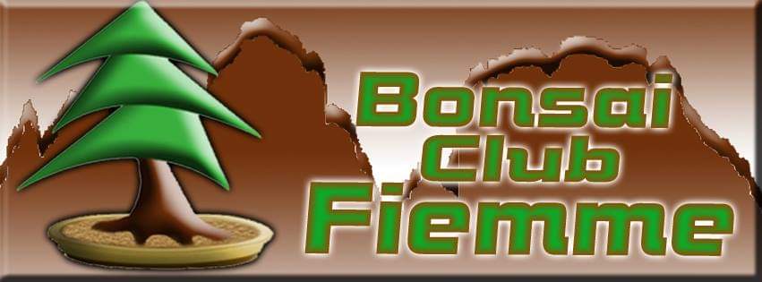 Bonsai Club Fiemme